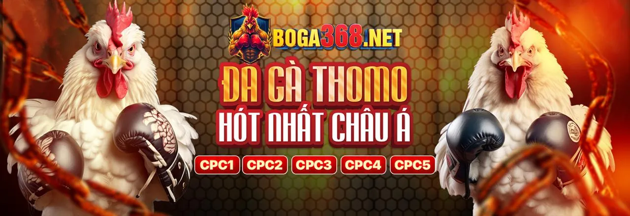 Hình ảnh đá gà trực tuyến đỉnh cao tại vuabet88